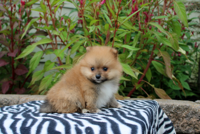 puppy, for, sale, Pomeranian, Matthew B. Stoltzfus, dog, breeder, Gap, PA, dog-breeder, puppy-for-sale, forsale, nearby, find, puppyfind, locator, puppylocator, aca
